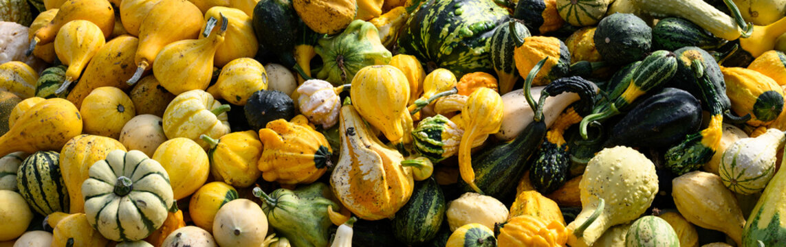 Pile of colorful gourds, winter squash, outside for sale on sunny fall day, fall decorative background, celebrate autumn, Halloween, and Thanksgiving

