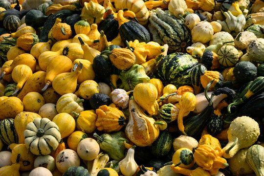 Pile of colorful gourds, winter squash, outside for sale on sunny fall day, fall decorative background, celebrate autumn, Halloween, and Thanksgiving

