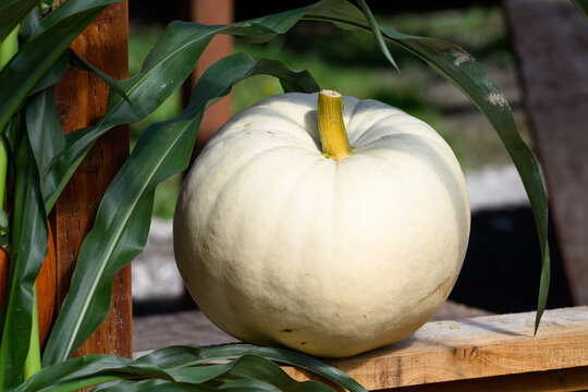 White ghost pumpkin sitting outside on a wood railing with green cornstalk leaves framing it, sunny fall day, fall decorative background, celebrate autumn, Halloween, and Thanksgiving

