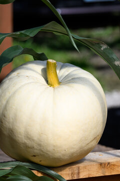 White ghost pumpkin sitting outside on a wood railing with green cornstalk leaves framing it, sunny fall day, fall decorative background, celebrate autumn, Halloween, and Thanksgiving
