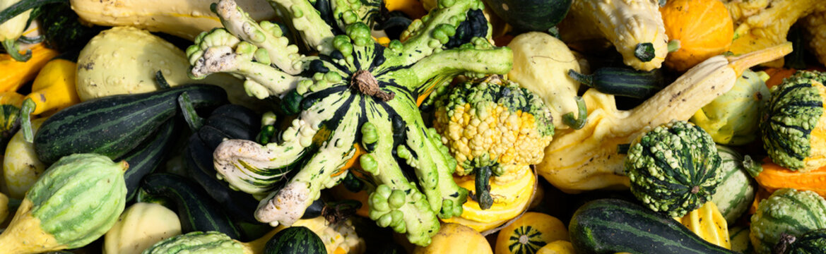 Pile of colorful gourds, winter squash, outside for sale on sunny fall day, fall decorative background, celebrate autumn, Halloween, and Thanksgiving
