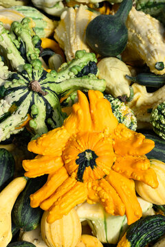 Pile of colorful gourds, winter squash, outside for sale on sunny fall day, fall decorative background, celebrate autumn, Halloween, and Thanksgiving
