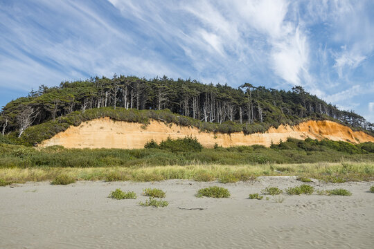 Orange sandstone bluff topped with windswept evergreen trees above dune grass and rippled sand at Copalis Beach, Washington, under wispy cirrus clouds.