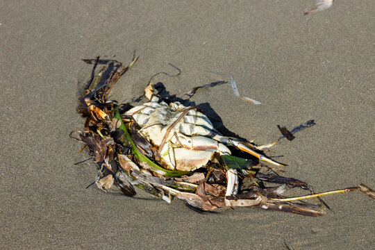 Dead crab shell tangled in seagrass and dried seaweed on damp gray sand at Copalis Beach, Washington, seen from above in warm sunlight.
