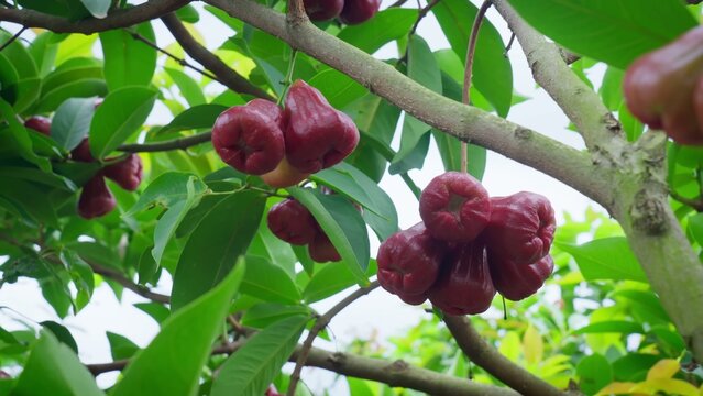 Ripe red wax apples hanging on tree branch with green leaves
