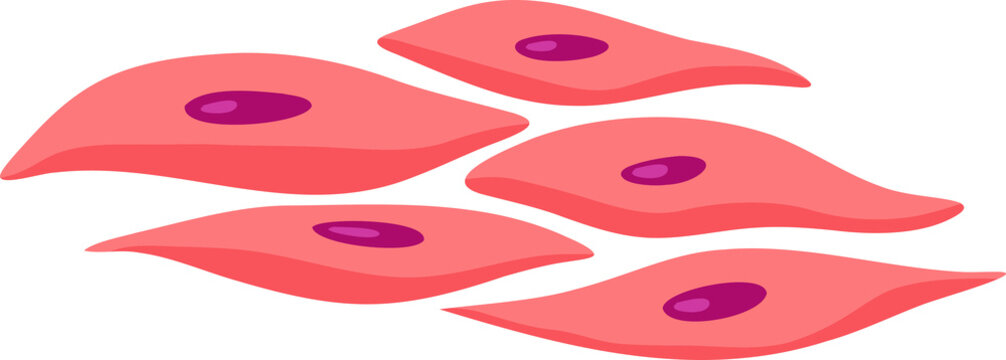Smooth Muscle ,Vector design
