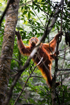 A wild young female sumatran orangutan climbing on a tree in the jungle of Sumatra in Gunung Leuser National Park