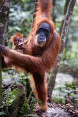 A wild young female sumatran orangutan in the jungle of Sumatra in Gunung Leuser National Park © Julia