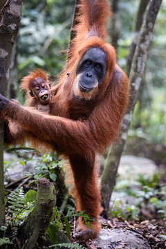 A wild young female sumatran orangutan in the jungle of Sumatra in Gunung Leuser National Park