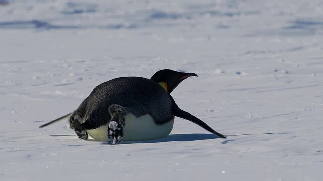 Emperor penguin sliding on its belly across antarctic ice
