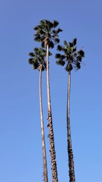 Low angle view of three swaying palm trees with blue sky in the background
