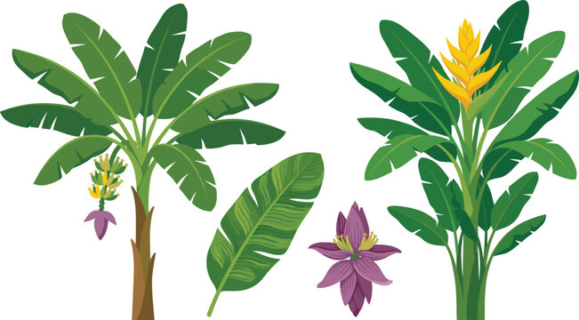 Tropical banana tree vector set featuring lush green palm fronds yellow heliconia blossom single leaf and purple flower elements