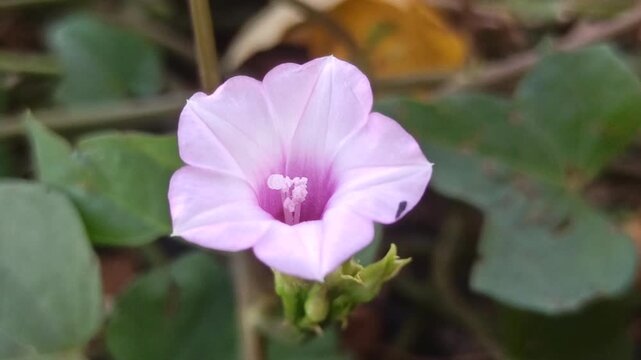 Ipomoea triloba flower blooming on a trailing vine, featuring delicate pink to purple petals and heart-shaped green leaves in a natural outdoor habitat.