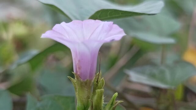 Ipomoea triloba flower blooming on a trailing vine, featuring delicate pink to purple petals and heart-shaped green leaves in a natural outdoor habitat.