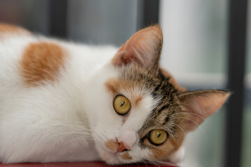 Calico cat with striking green eyes resting on red surface, head tilted curiously toward camera © Percy Lou