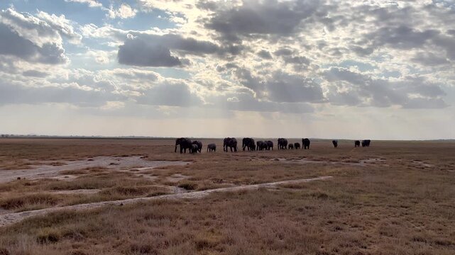 Herd of African elephants walking across dry savanna plain under dramatic cloudy sky with sunbeams