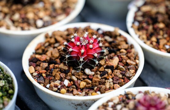 A pretty little potted succulent might be the bright globes of Echeveria 'Perle von Nurnberg' with its delicate spines