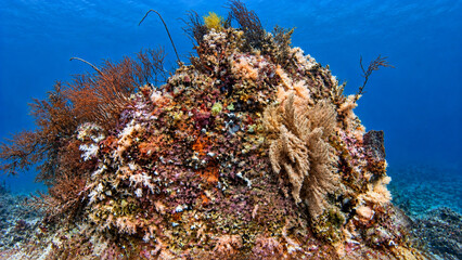 Colorful Coral Reef with Sea Fans in Clear Blue Tropical Ocean © aldo