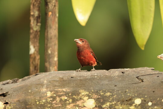 Huallaga tanager (Ramphocelus melanogaster) or black-bellied tanager is a species of bird in the family Thraupidae, the tanagers and allies. It is endemic to Peru.