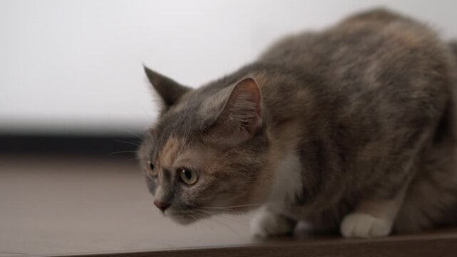 Alert, a gray-and-cream calico cat crouches on a wooden floor indoors.