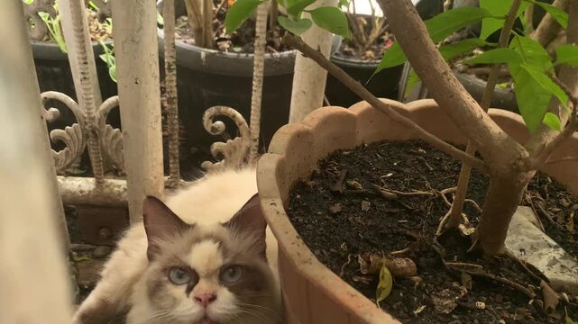 Angry Cat Peeking from Behind Plants&mdash;Ideal for Pet Personality and Funny Animal Concept