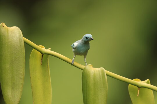 The blue-gray tanager (Thraupis episcopus caerulea) is a medium-sized South American songbird of the tanager family, Thraupidae. This photo was taken in North Peru.