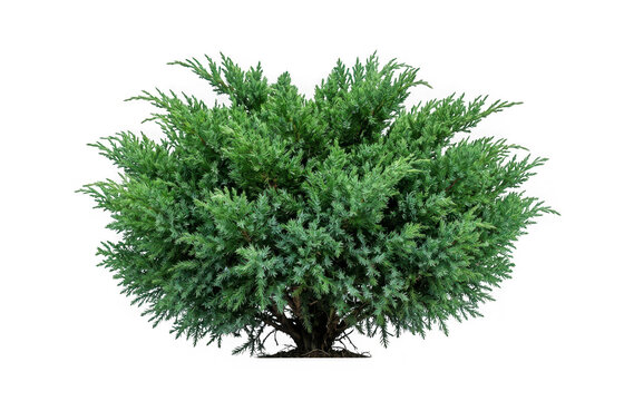 Lush green juniper bush isolated on transparent background