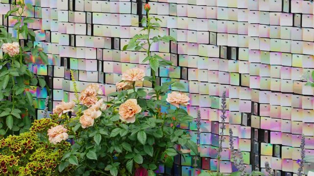 Colorful rose flower border and shiny pearlescent background wall