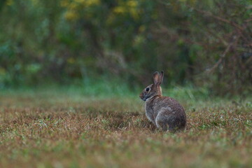 Peter Rabbit Peacefully Sitting Among the Grass Close Up © Taegan