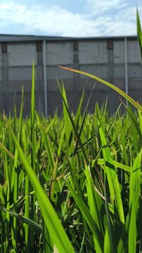Expansive field of lush green rice plants (Oryza sativa) growing vigorously across agricultural farmland, showcasing healthy vegetation, traditional rice cultivation, and the vibrant landscape of a tr
