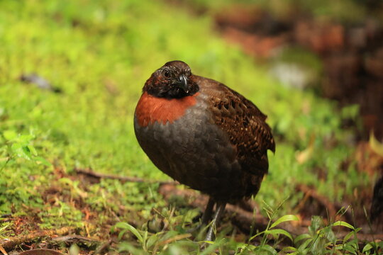 The rufous-breasted wood quail (Odontophorus speciosus speciosus) is a species of bird in the family Odontophoridae.  This photo was taken in North Peru.