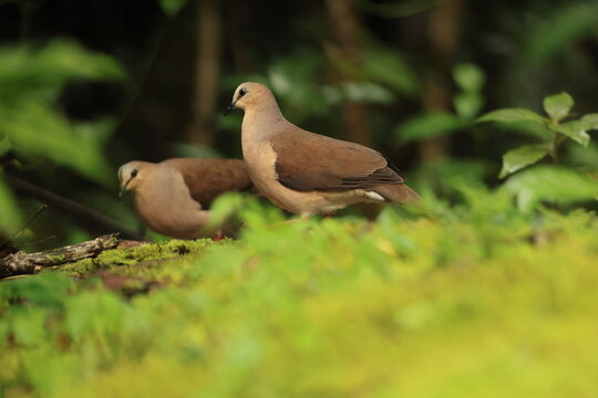 The grey-fronted dove (Leptotila rufaxilla dubusi) is a large New World tropical dove. This photo was taken in North Peru.