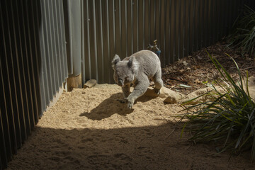 This is a view of a koala at Sydney Zoo. © binimin