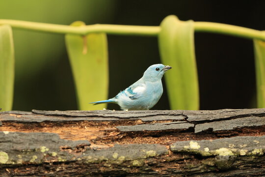 The blue-gray tanager (Thraupis episcopus caerulea) is a medium-sized South American songbird of the tanager family, Thraupidae. This photo was taken in North Peru.