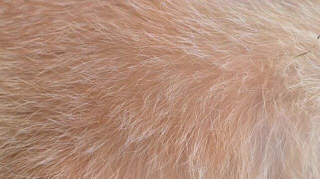 Close-up pattern of orange cat fur showing natural stripes, fine hair texture, and warm variations in color, creating a detailed organic animal texture suitable for pet, wildlife, and natural backgrou