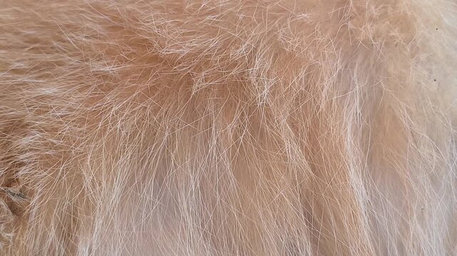 Close-up pattern of orange cat fur showing natural stripes, fine hair texture, and warm variations in color, creating a detailed organic animal texture suitable for pet, wildlife, and natural backgrou