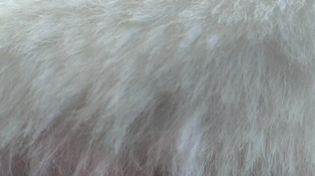Close-up of soft light gray furry fabric featuring a dense, fluffy surface with fine fibers and a plush appearance, creating a cozy textile texture suitable for upholstery, fashion, blankets, and back