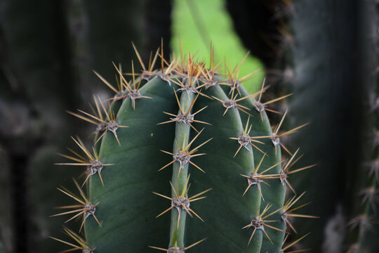 Close Up of Green Cactus with Sharp Spines