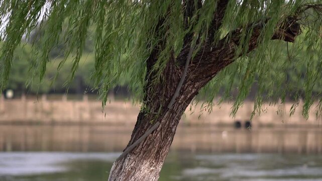 Willow tree trunk with cascading green foliage beside calm river, natural serene park setting