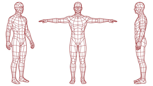 Anatomical human body mesh wireframe model in different views for medical education study.