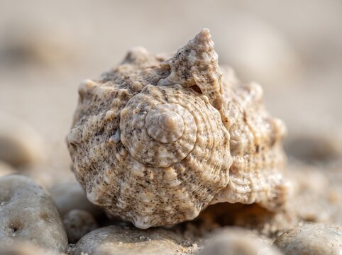 seashell on the beach