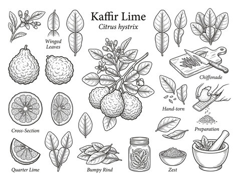 Kaffir lime citrus hystrix botanical diagram and culinary uses vector set