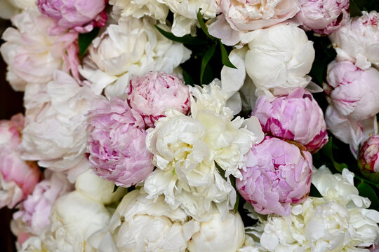 Tightly Bunched Bouquet of Pink and White Wedding Peonies
