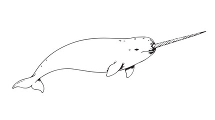 Detailed vintage engraving illustration of a narwhal with a tusk swimming near arctic plants on a textured background © md
