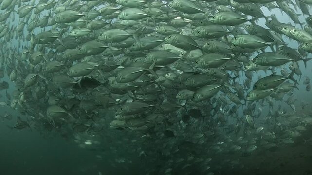 Bigeye trevally (Caranx sexfasciatus) forming a dramatic schooling tornado in open water near Tulamben, Bali. 4K UHD slow-motion underwater footage