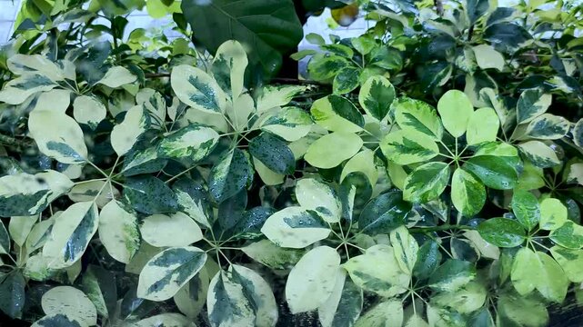 rain-dappled window pane at variegated umbrella plant Schefflera leaves swaying in gentle garden breeze outdoors. Clear raindrops cling to glass blurring lush green and yellow foliage