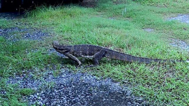 Large Asian water monitor lizard crawls across a patch of grass and gravel outdoors. Close-up look at this fascinating reptile moving steadily through its environment
