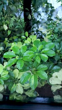 Look through a rain-dappled glass window at vibrant umbrella plant Schefflera leaves glistening in the rain outside