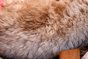 Natural sheep wool fleece texture close-up © Predrag