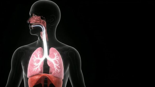 A 3D medical animation shows the human respiratory system with air entering through the nose and traveling to the lungs.